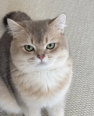 猫咪发腮吃什么，（猫咪发腮吃什么猫粮）