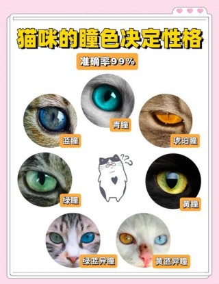 猫咪瞳孔变化与情绪，（猫咪瞳孔变化规律）