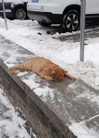 猫咪冬天会冷吗？猫咪冬天会不会冬眠（最新）