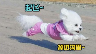 狗狗老是乱叫怎么办？狗狗老是乱叫怎么回事（最新）