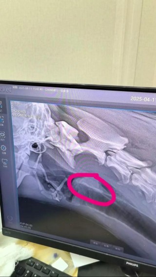 狗狗卡到喉咙什么症状，（狗狗卡住喉咙）