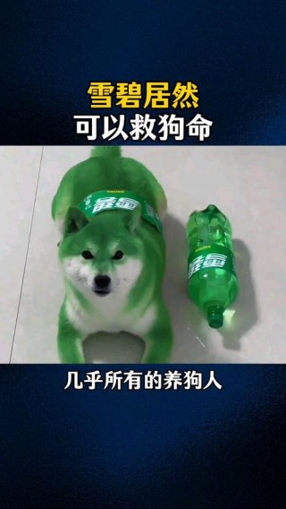 狗狗可以喝雪碧吗？狗狗可以喝雪碧吗有毒吗（最新）