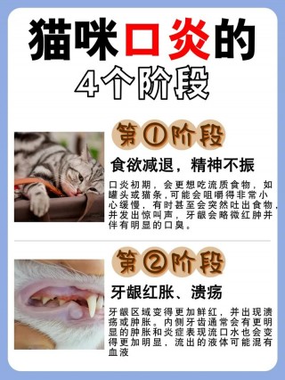 猫咪口炎怎么办？猫咪口炎怎么办吃什么药（最新）