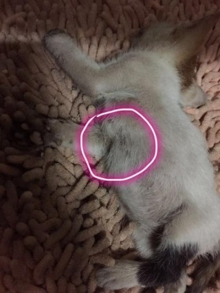 猫咪胸口有骨头凸出来，（猫咪胸口有骨头凸出来怎么回事）