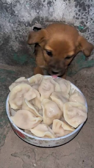 狗狗能吃韭菜鸡蛋吗，狗狗能吃韭菜鸡蛋吗有营养吗？