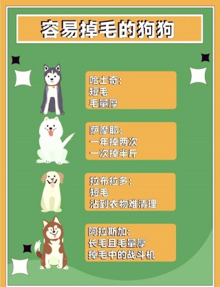 泰迪狗狗掉毛是什么原因，泰迪狗狗掉毛是咋回事？