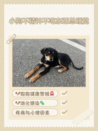 狗狗很精神但不吃东西？狗狗精神差不吃东西（最新）