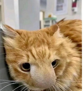 猫咪被蜜蜂蛰了怎么办？猫咪被蜜蜂蜇了（最新）