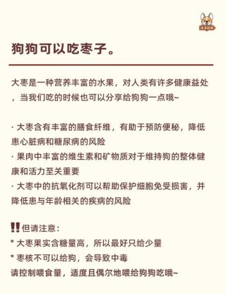 狗狗可以吃青枣吗，狗能吃青枣儿吗？