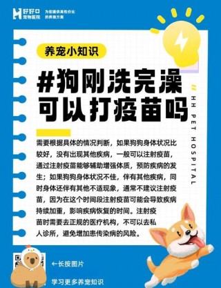 狗狗打疫苗前可以洗澡吗？狗打疫苗前能洗个澡吗（最新）