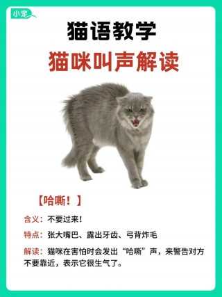 猫咪叫是什么意思，猫咪叫是什么意思?？
