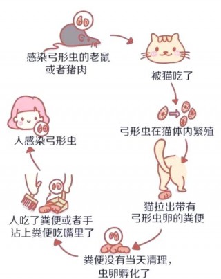 怎么预防猫咪弓形虫？预防猫咪弓形虫吃什么药（最新）