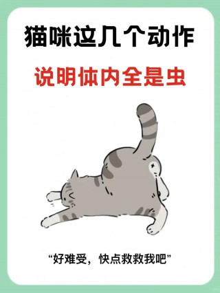 猫咪有虫子是什么症状，猫有虫子的症状图片？