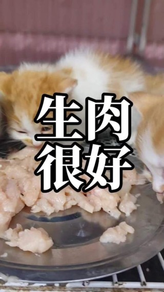 猫咪能吃生鸡肉吗，猫能吃生鸡肉嘛？