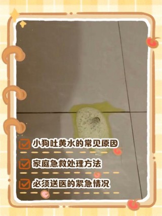 狗狗吃肉就吐怎么回事？狗狗吃肉又吐又拉稀怎么办（最新）