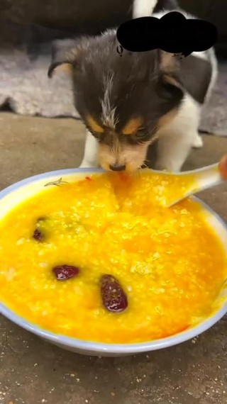 狗狗可以吃小米粥吗，（狗狗可不可以吃小米稀饭?）