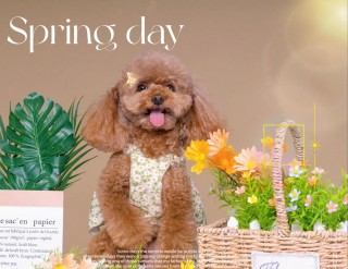 给狗狗拍片子多少钱，狗狗拍片子多少钱腿？