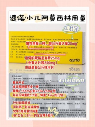 猫咪可以吃阿莫西林吗，猫咪可不可以吃阿莫西林胶囊？