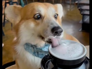 狗狗能喝乳酸菌饮料吗，（狗狗能不能喝乳酸菌）