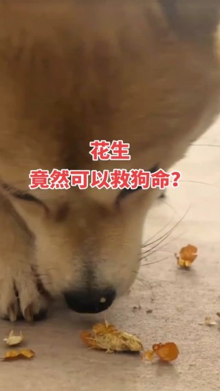 狗狗可以吃瓜子吗，狗狗可不可以吃瓜子？