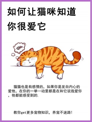 如何让猫咪喜欢你？如何让猫咪喜欢你的表现（最新）