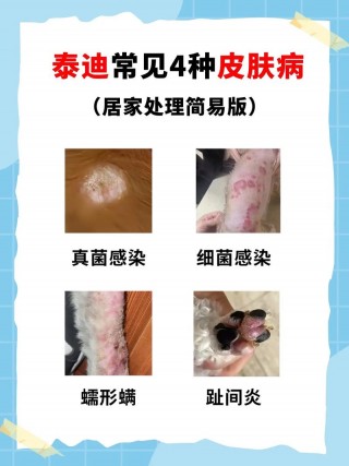 狗狗可以用痱子粉吗，（狗狗可以用爽身粉吗）