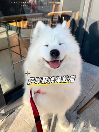 白色狗狗用什么能洗白，白色的狗用什么洗澡好一点？