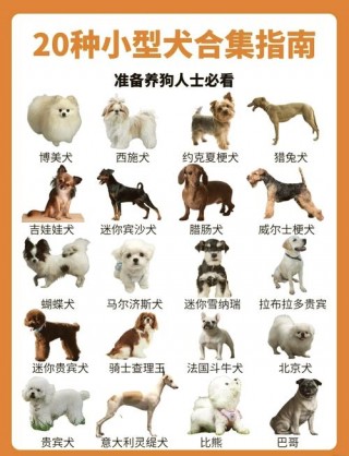 最常见的狗狗品种？最常见的狗有哪些?（最新）