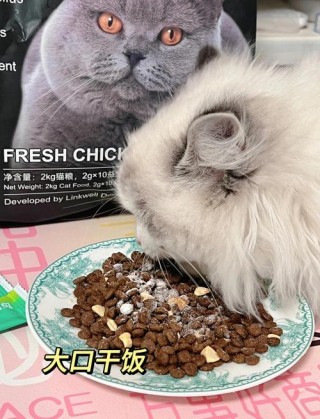 猫咪吃什么益生菌，（猫咪吃什么益生菌便宜好用的）