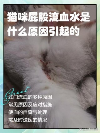 猫咪屁股有血怎么回事，猫屁股有血咋回事？