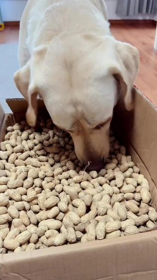 狗狗能吃花生米吗，（狗狗吃花生米吗好吗）
