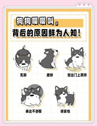 狗狗发出嘤声说明什么，狗狗发出嘤嘤的叫声是什么原因？