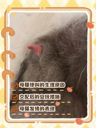 猫咪多大能配种，猫咪多大可以配崽？