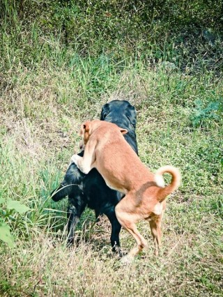 狗狗配种要多久？狗狗配种要多久才能怀孕（最新）