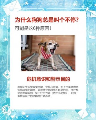 狗狗到家一直叫怎么办？幼犬一直叫不理他可以吗（最新）