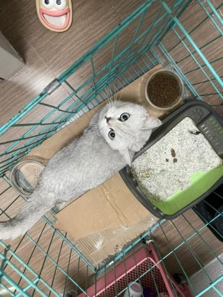 猫咪多大长牙齿？猫多大长齐牙（最新）