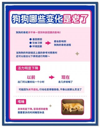 狗狗换主人会怎么样，狗狗换主人会不会死？