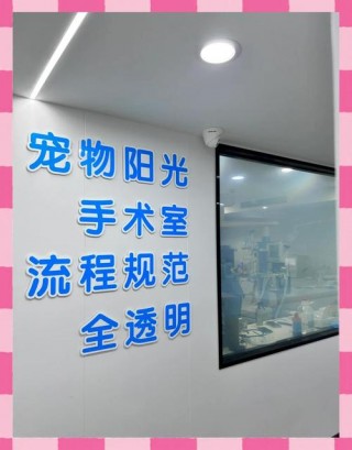 狗狗疝气手术多少钱，狗狗疝气手术费？