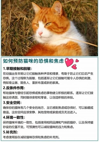 猫咪害怕怎么办，猫咪害怕怎么办?？