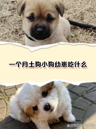 小狗狗吃什么比较好，（小狗狗吃什么比较好最健康）