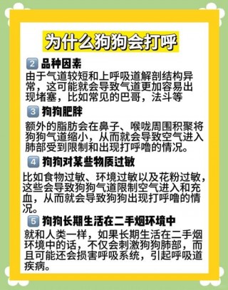 狗狗会打呼噜吗，（小狗会不会打呼噜）