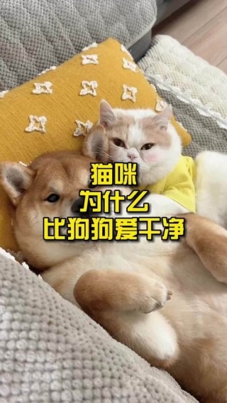 猫咪为什么爱干净，（猫咪为啥爱干净）