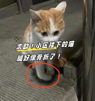 猫咪腿断了能自愈吗？猫咪腿断了可以自愈吗（最新）