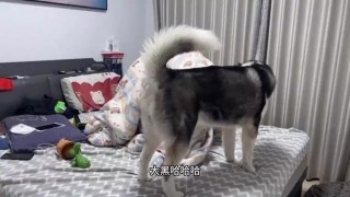 狗狗发情是什么意思？狗狗发情是什么征兆（最新）