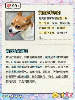 狗狗黄疸怎么办最有效，（狗狗黄疸图片大全）