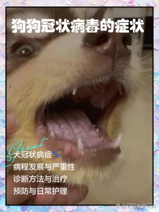 狗狗得冠状的初期症状，（狗狗得冠状是什么病）