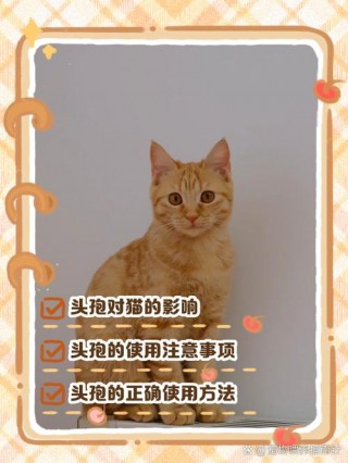 猫咪可以吃头孢吗，（猫咪可以吃头孢吗消炎药）
