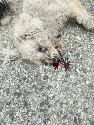 狗狗得细小的前兆，狗狗得细小的前期症状是什么？