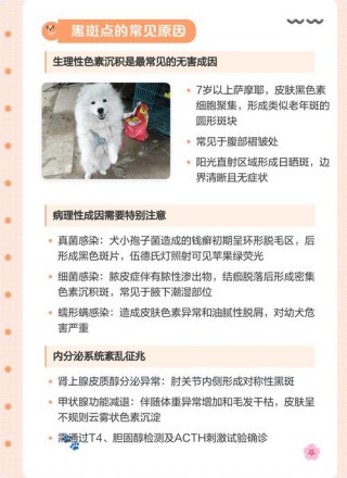 狗狗身上有黑斑是怎么回事？狗狗真菌黑斑图片（最新）