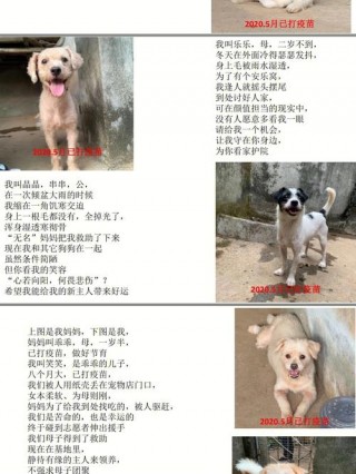 在哪里可以领养狗狗？在哪里可以领养狗狗app（最新）